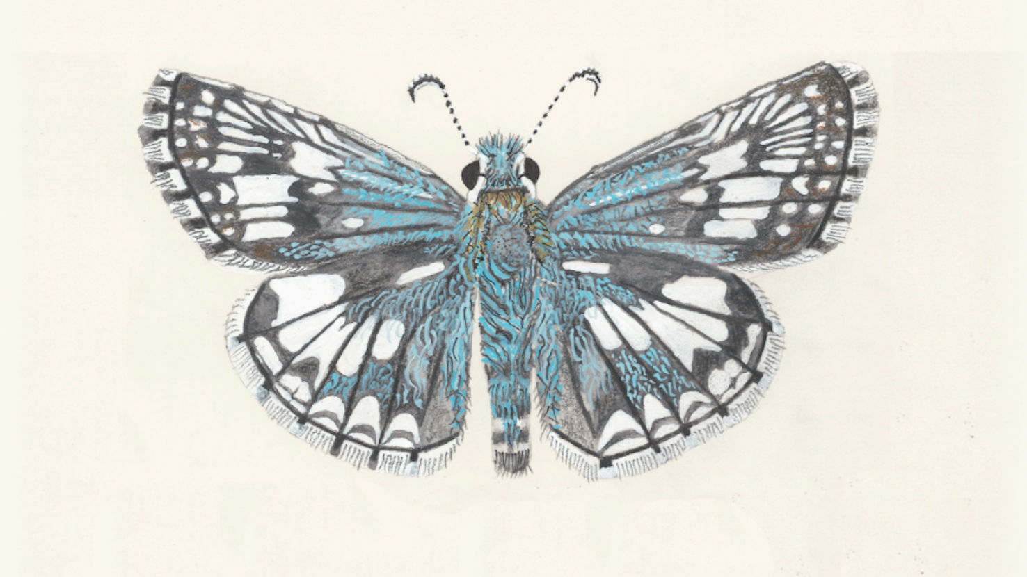 A New Book About Butterflies Sprinkles Magic Around the Bay