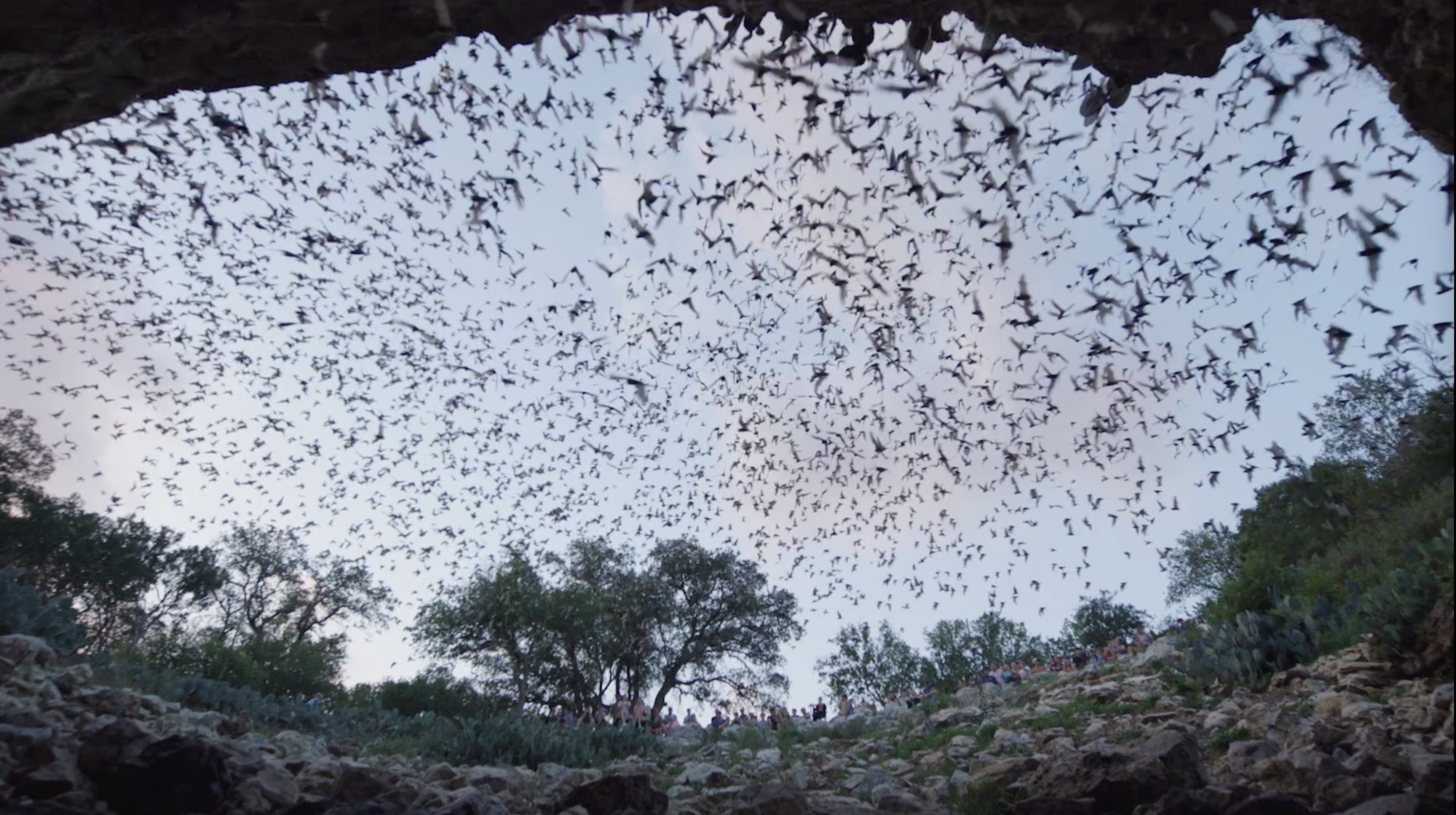 An photograph taken from within the mouth of a cave, showing trees on the horizon and thousands of bats flying through the air.