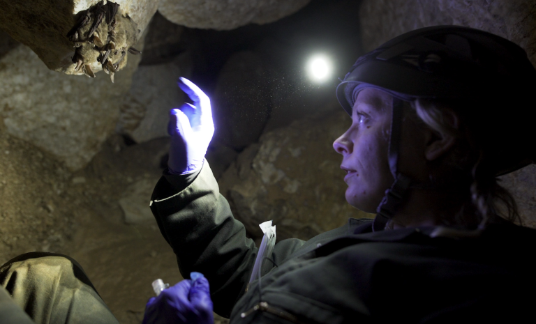 A white woman wearing a hard hat with a light on the front, a waterproof jumpsuit and surgical gloves, examines a cluster of sleeping bats inside a dark cave.
