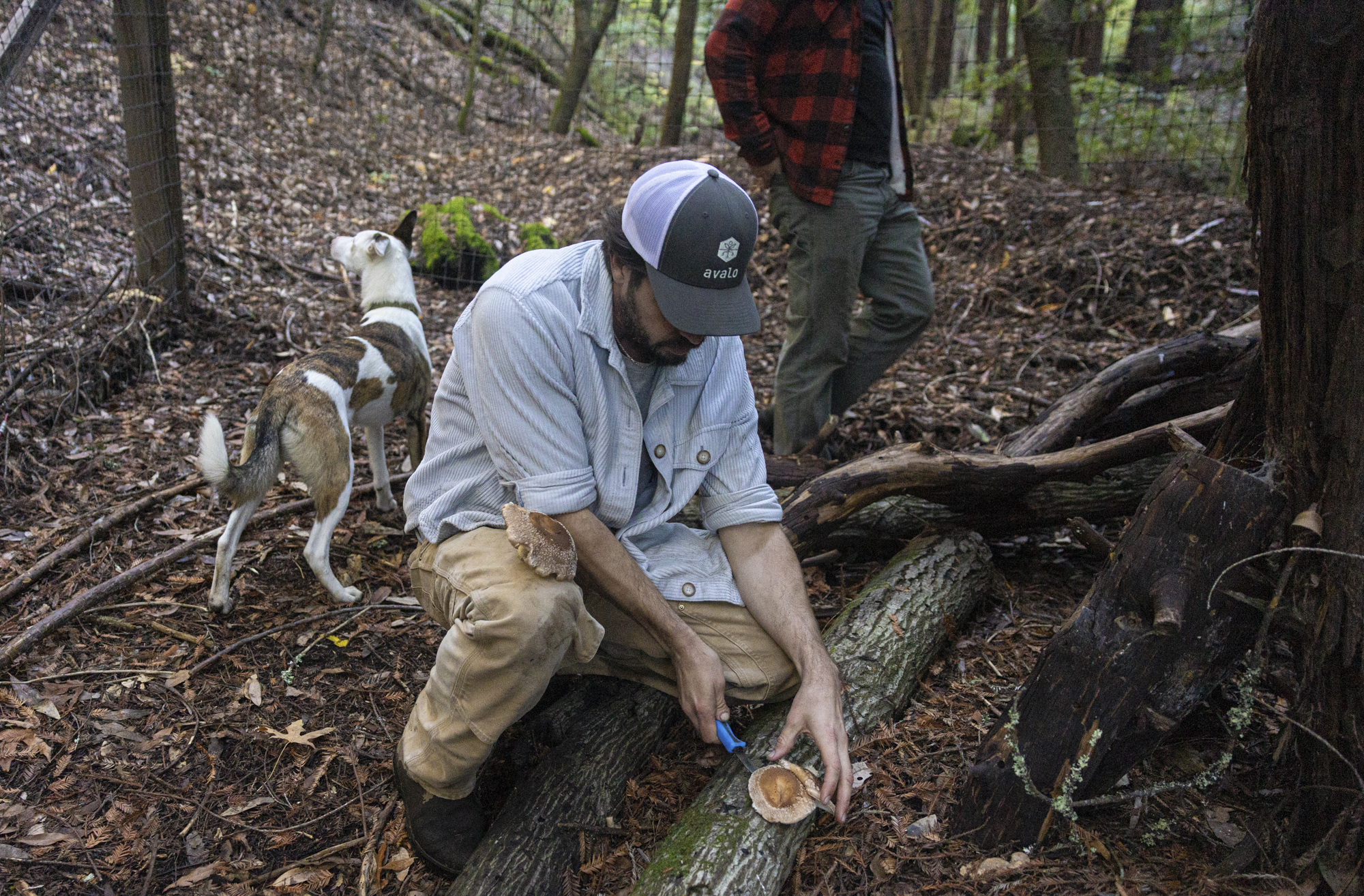 person crouches to cut mushroom off log, dog and another person behind