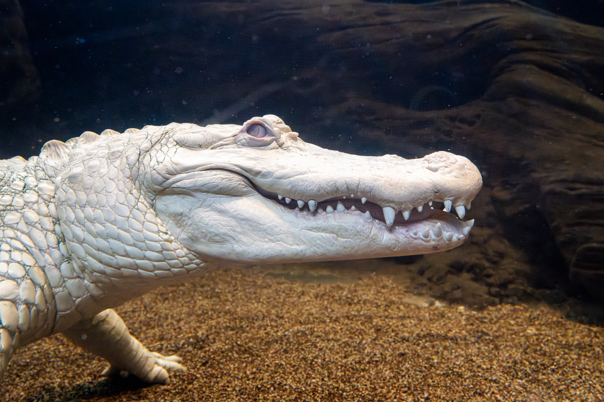 The head and neck of a white albino alligator with pink eyes, floating under water, viewed in side profile.