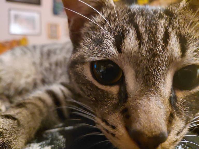 A close up photograph of a young tabby cat's face.