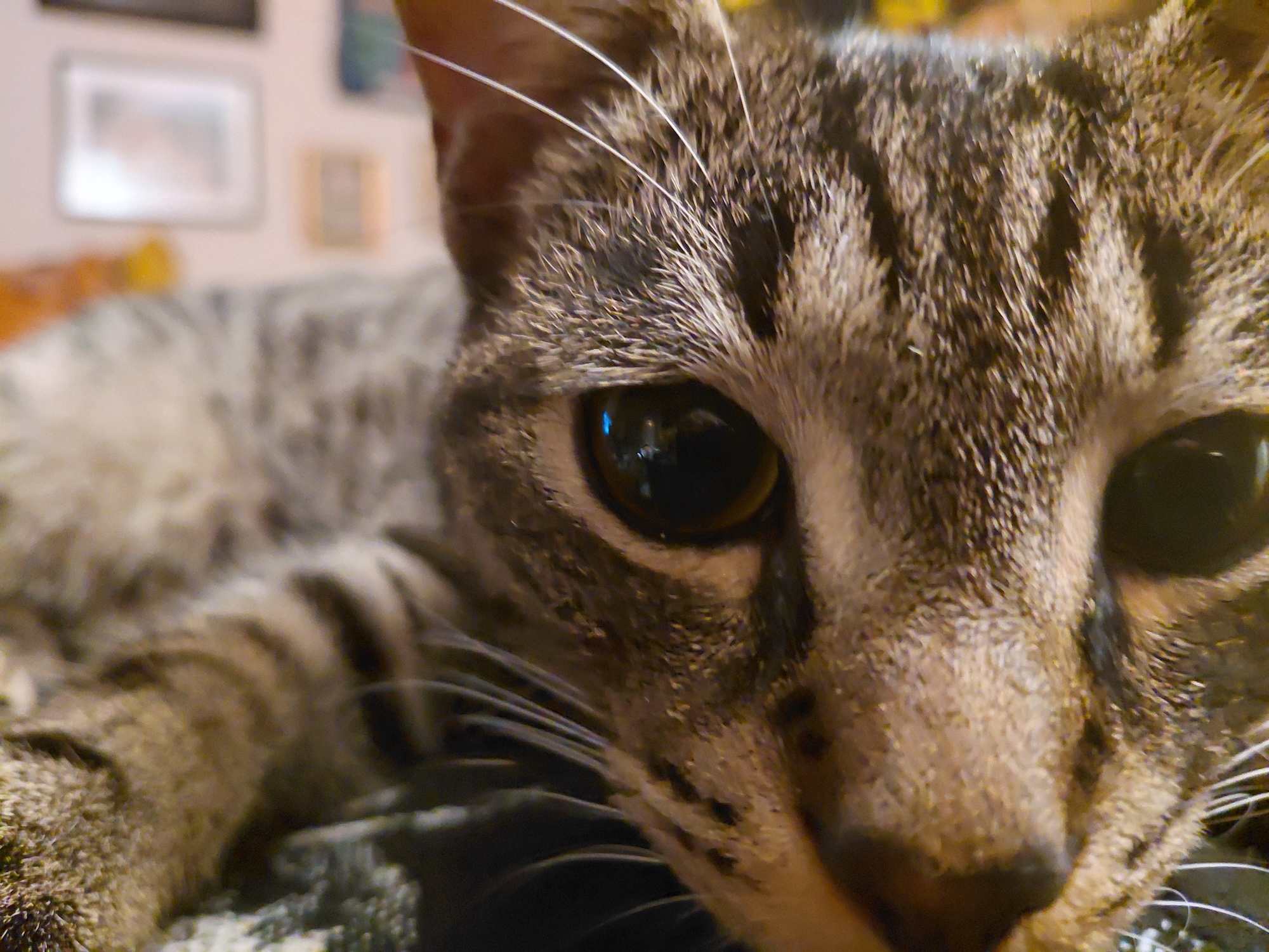 A close up photograph of a young tabby cat's face.