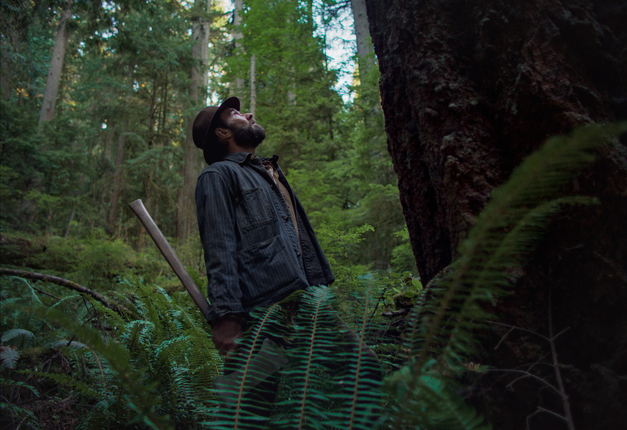 white man holds axe, looks up at massive tree