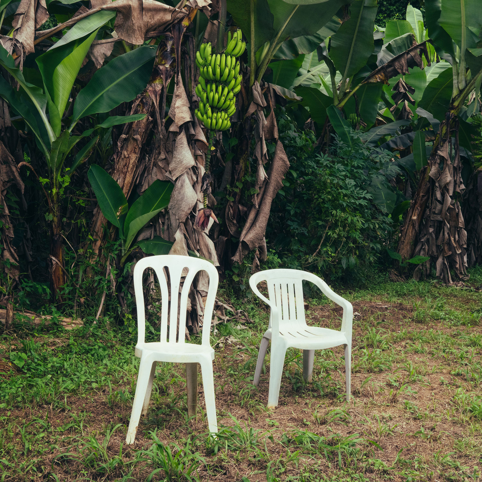 Two white plastic patio chairs sit amongst tropical foliage on the lawn