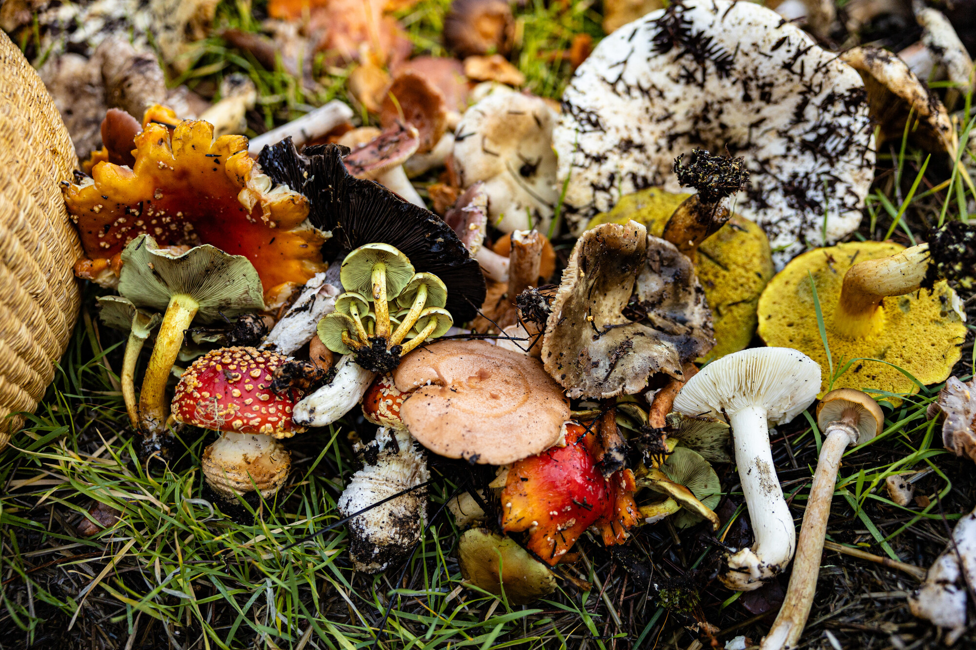 colorful pile of mushrooms