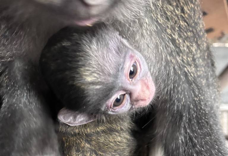 The face of a baby red-tailed monkey, snuggled into an adult monkey's torso.
