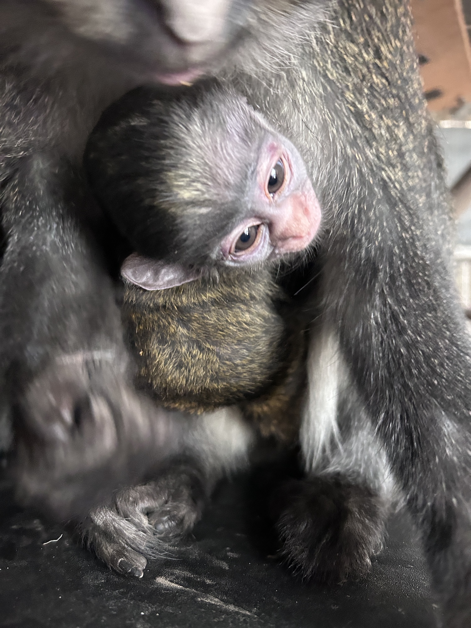 The face of a baby red-tailed monkey, snuggled into an adult monkey's torso.