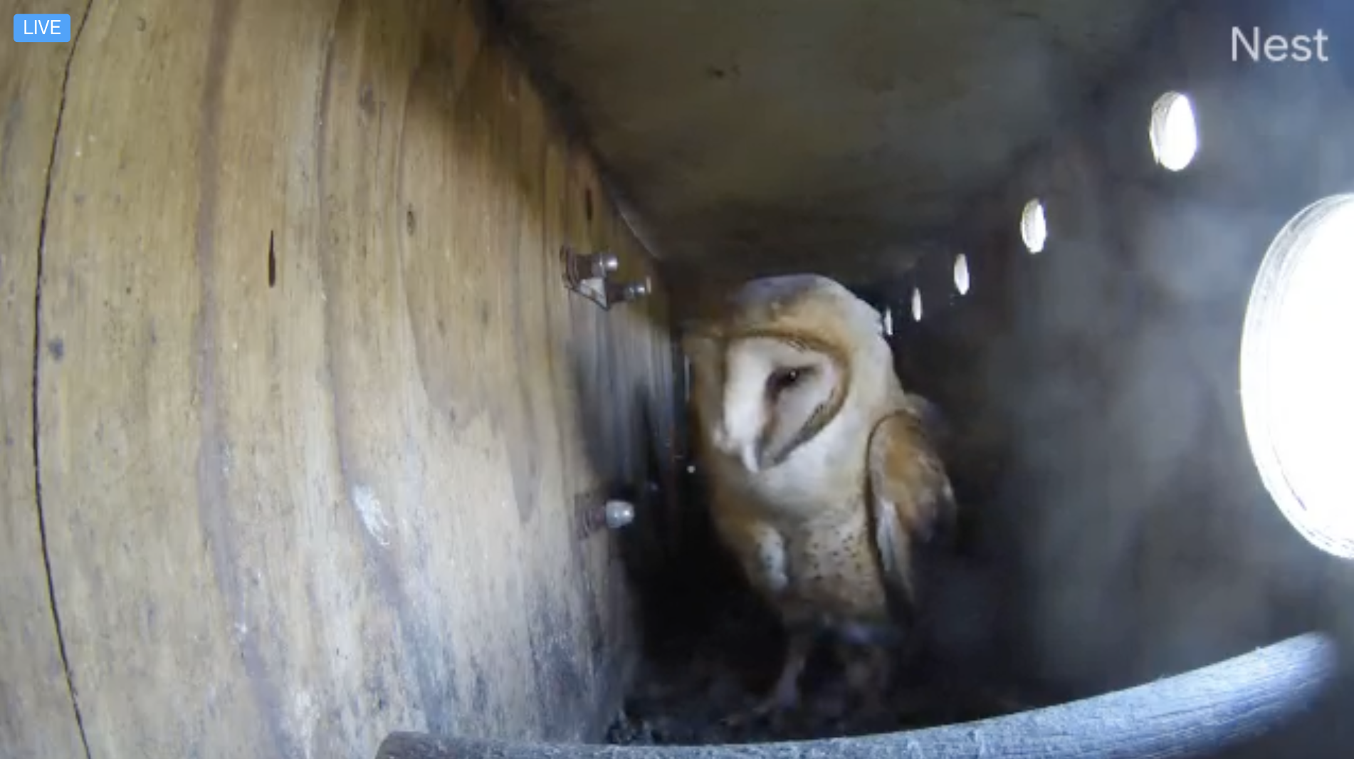 A barn owl stands inside a wooden box nest, during the daytime.