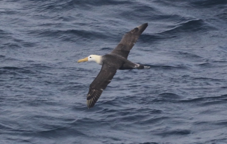 A bird similar in color and markings to a seagull — though with a much larger wingspan and much straighter beak — flies above the ocean.