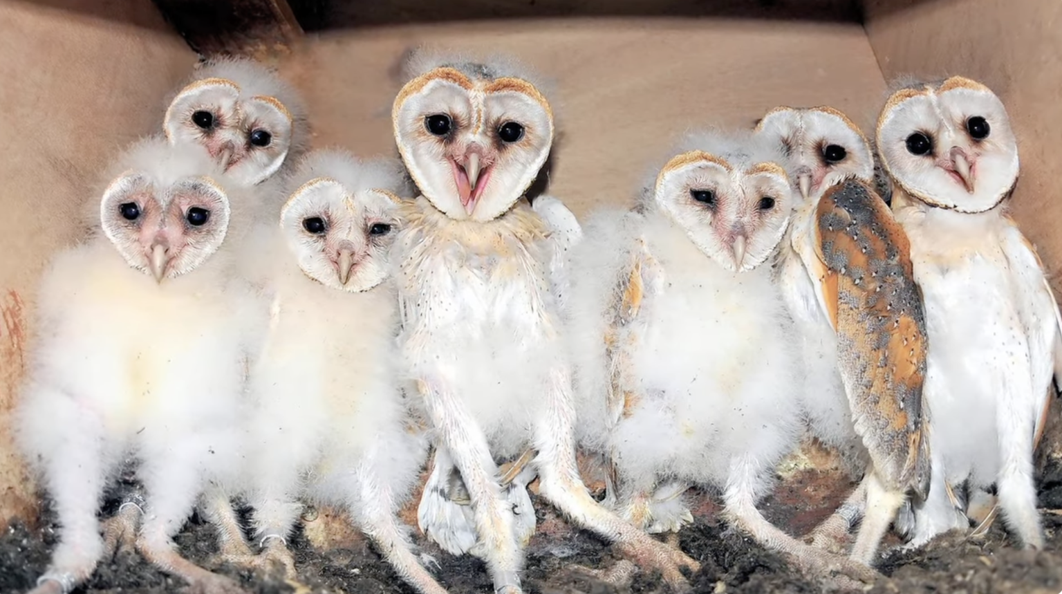 How to Watch the Port of Stockton's Barn Owl Livestreams | KQED