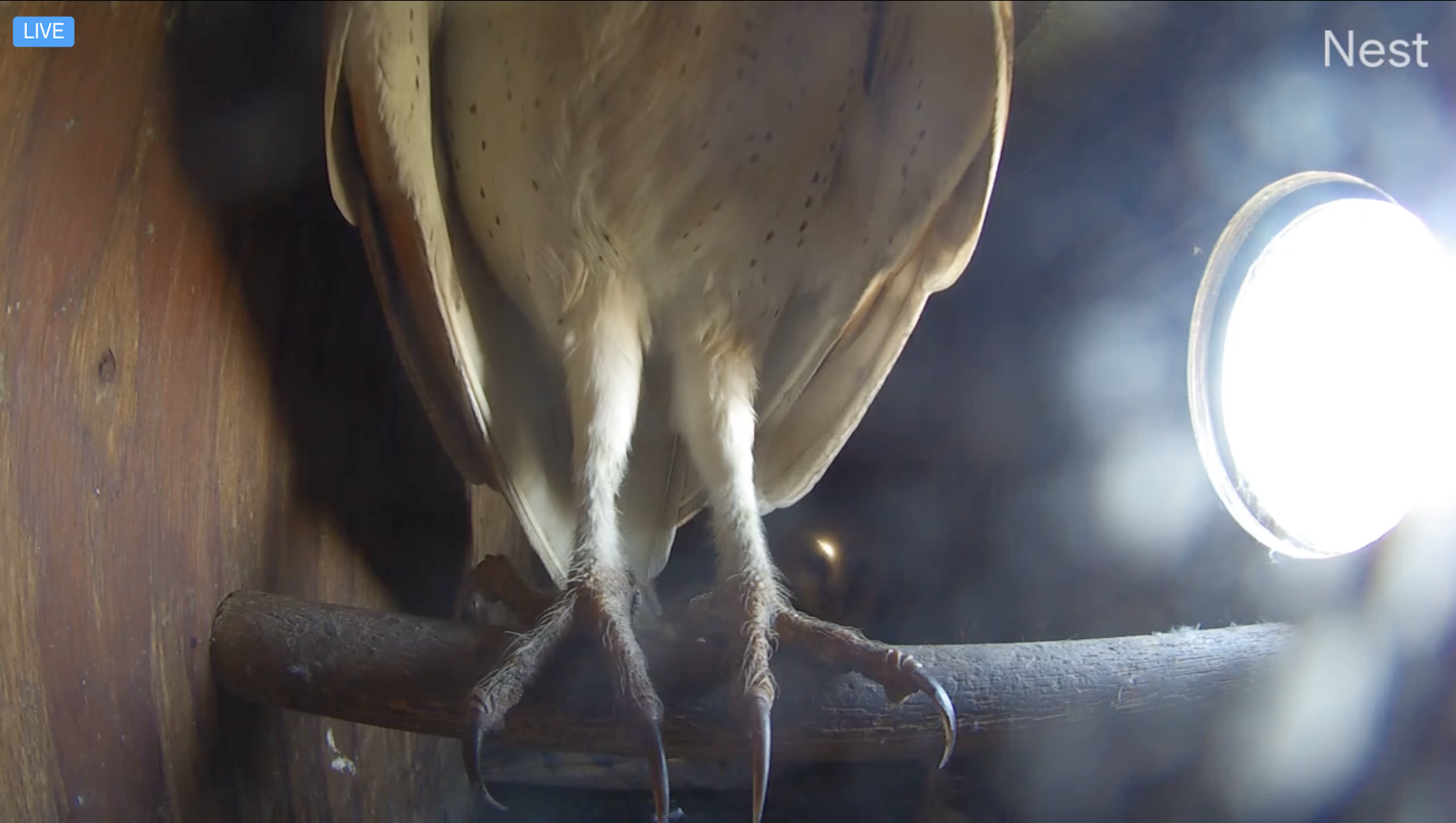 A close up of an owl's legs and clawed feet, standing inside a nest box.