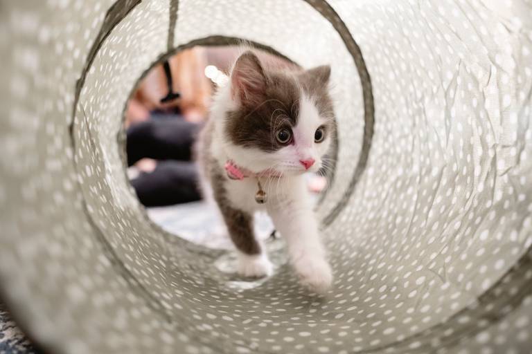 A small grey and white kitten with a pink leash walking through a toy tunnel, looking trepidatious