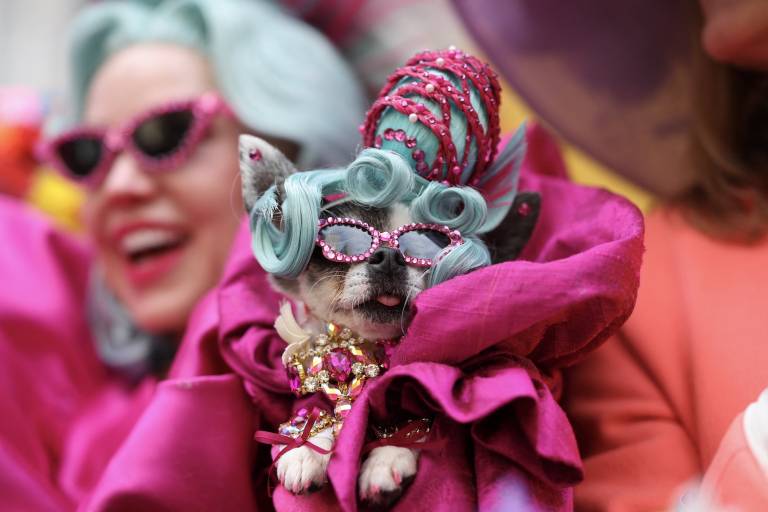 A tiny dog wearing a big pink dress, teal blue wig and pink headdress. The dog is being held up by a senior lady in a matching outfit, hair and all.