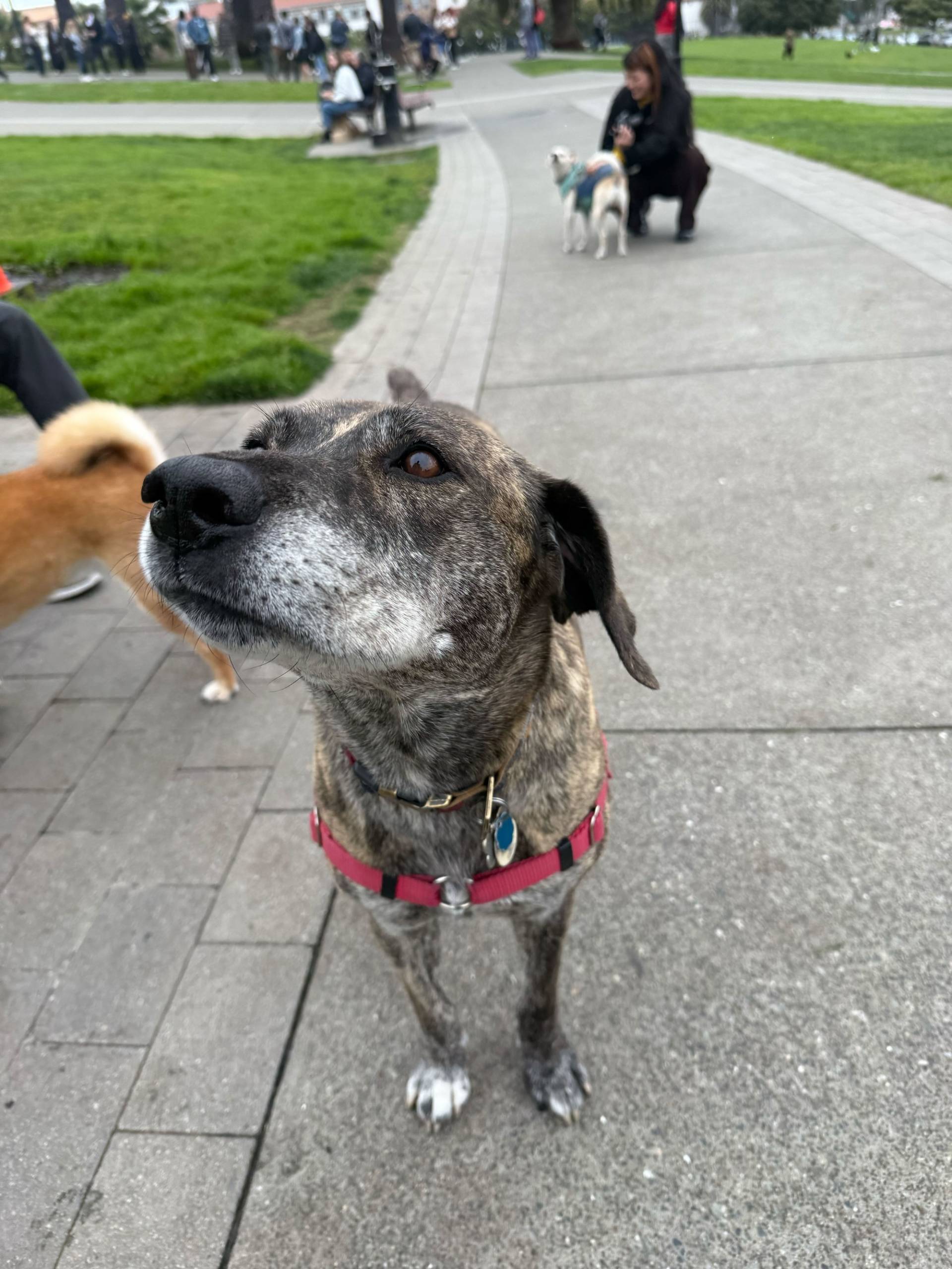 A close image of a dog in a park. 