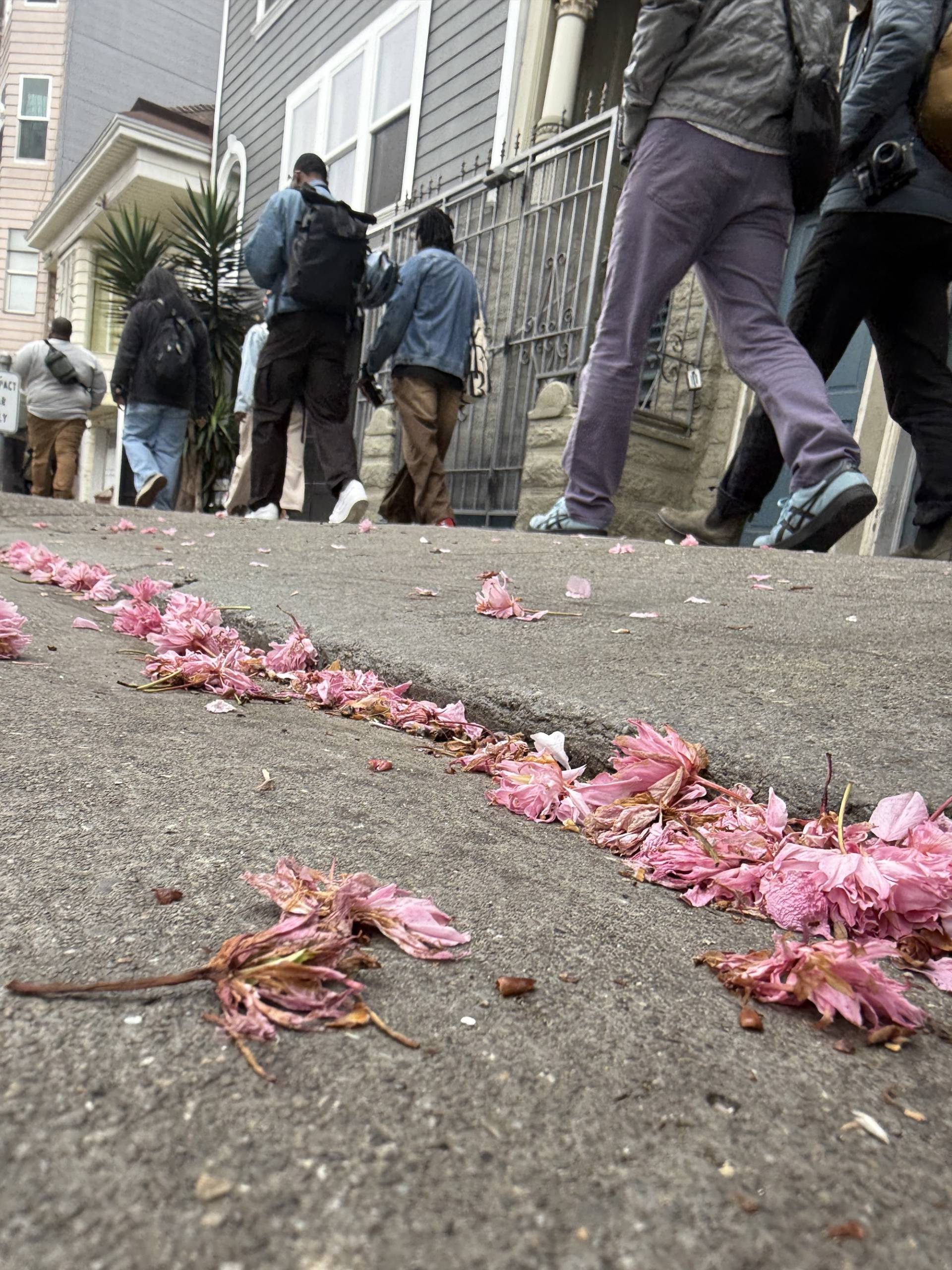 Fallen pink flower pedals line the curb of a street in San Francisco. 