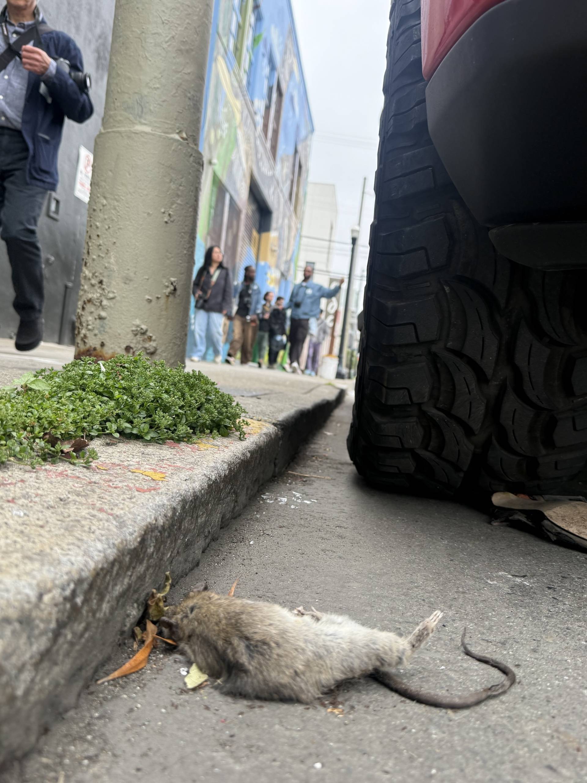 A dead rat near a curb in San Francisco. 