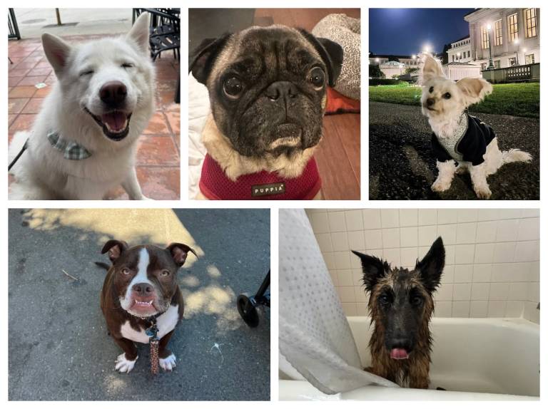 Photos of five different breeds of dogs arranged on a grid.
