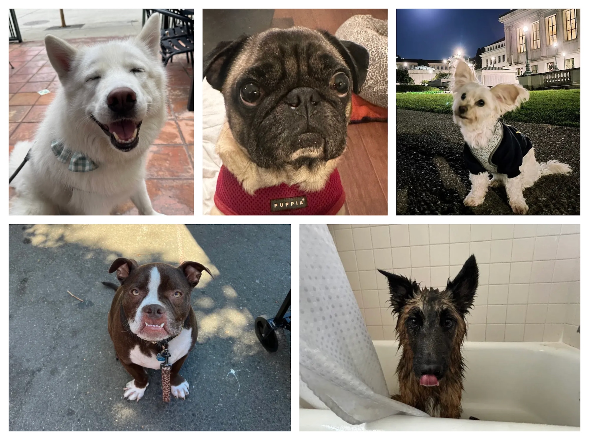 Photos of five different breeds of dogs arranged on a grid.