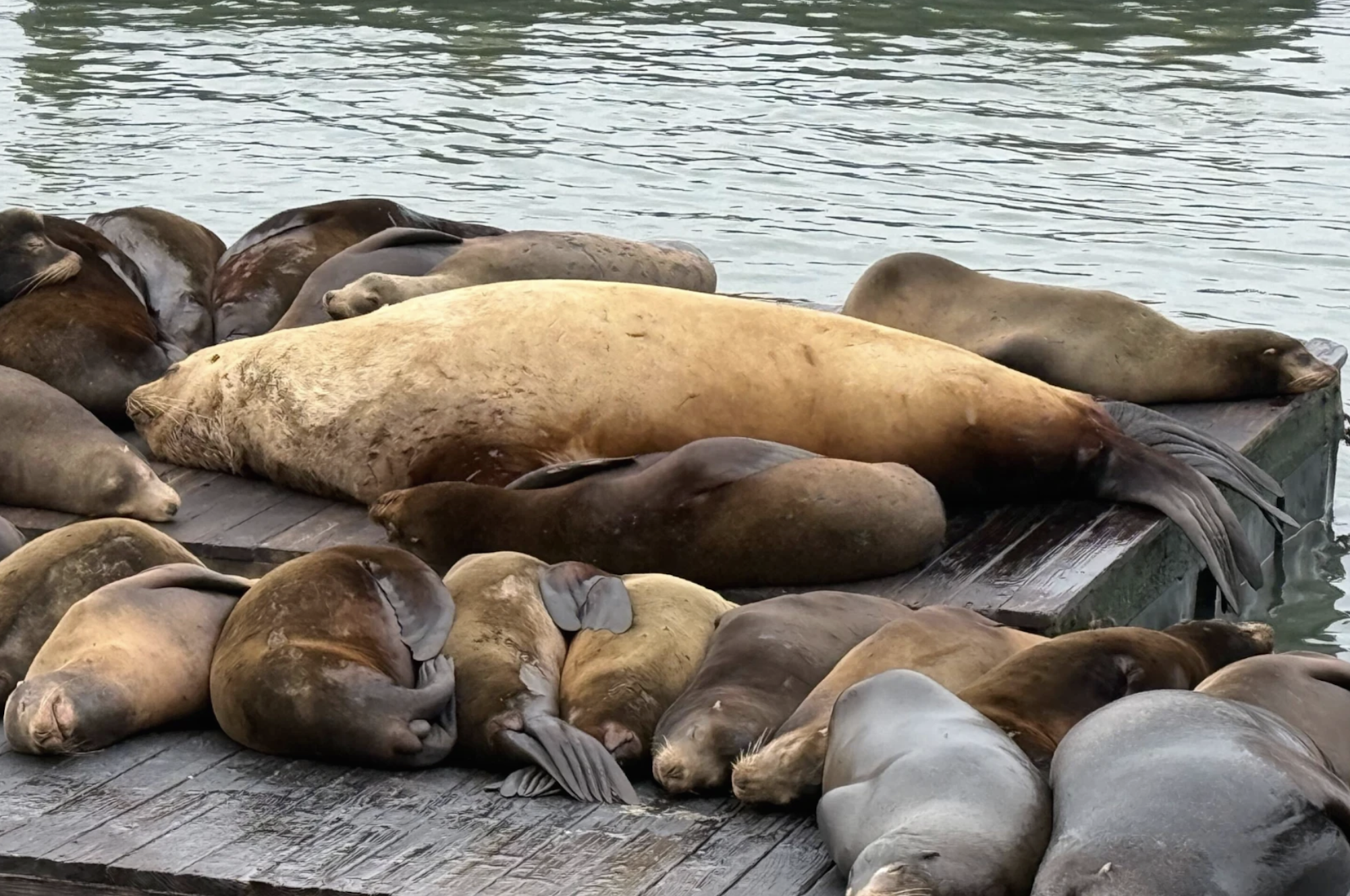 A wooden platform floating in the San Francisco Bay carries a sea lion that is triple the size of the many others that lie around it.