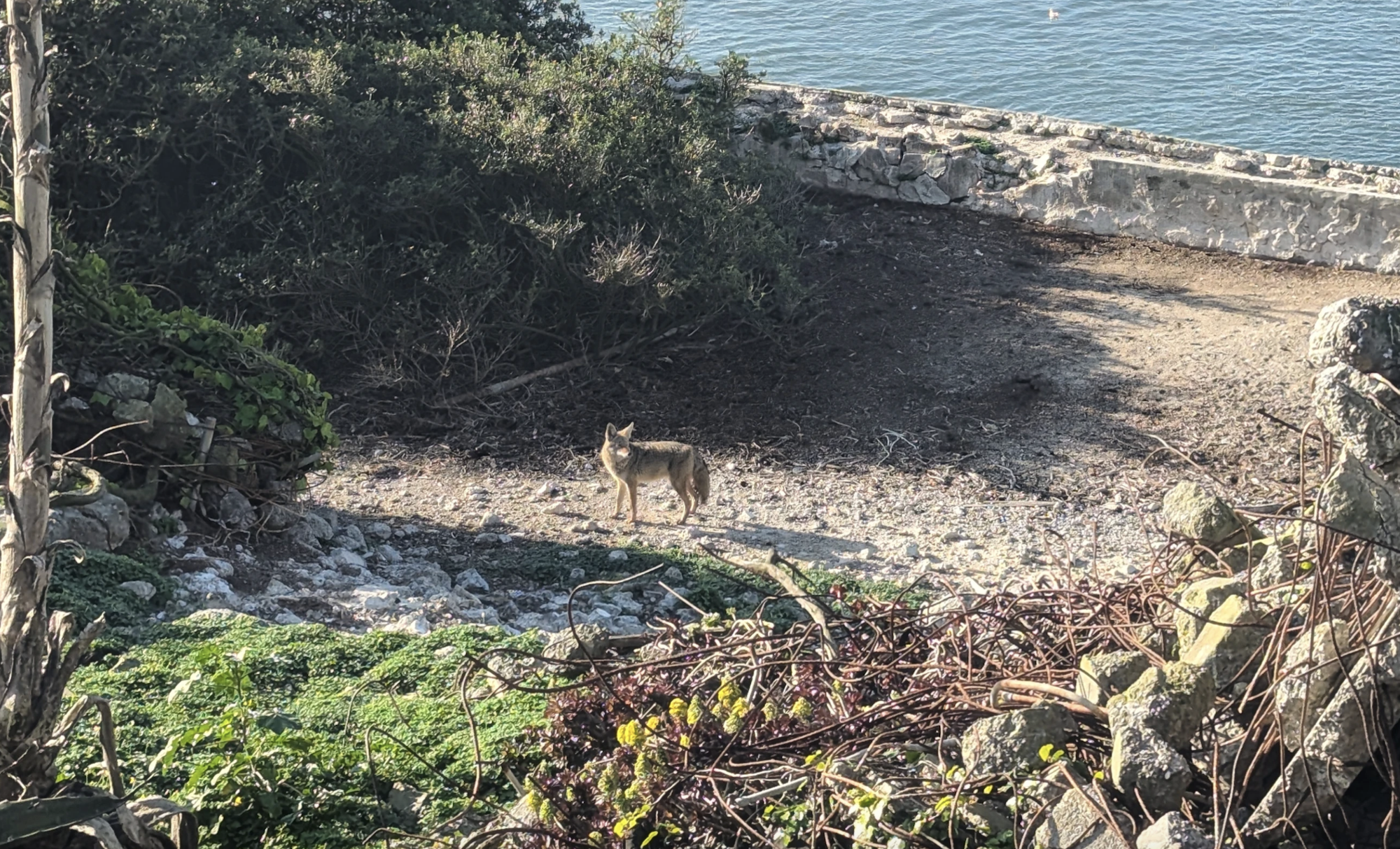 A lone adult coyote stands on a shoreline near a stone wall and some tall brush.