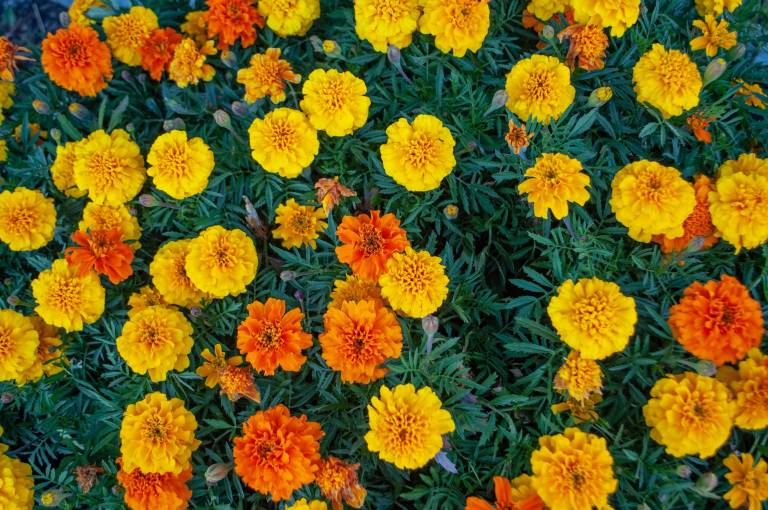 A field full of yellow and orange marigolds, as seen from above.