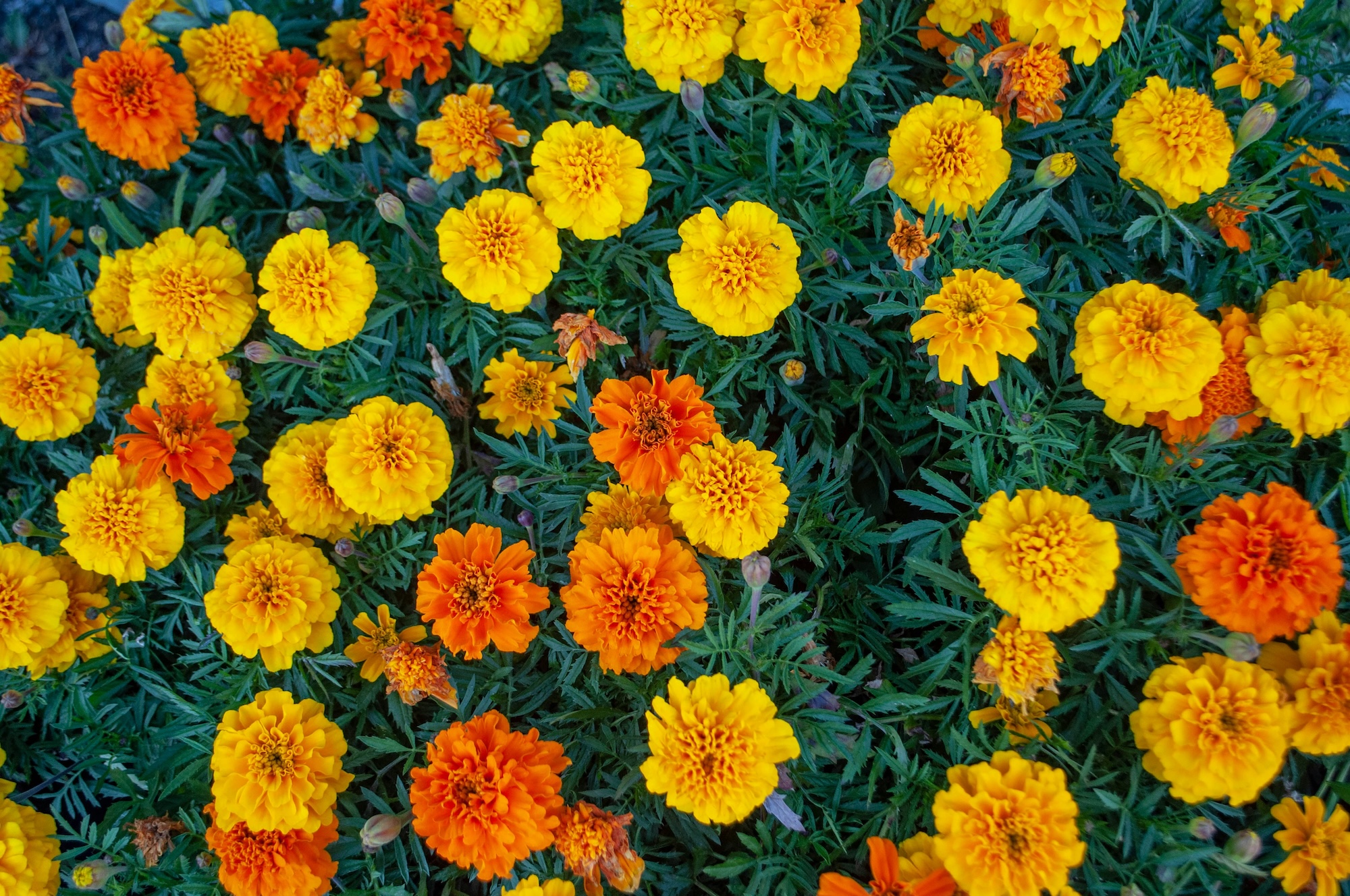 A field full of yellow and orange marigolds, as seen from above.