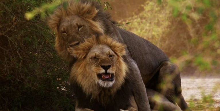 One male lion mounts another male lion in a shaded grove.