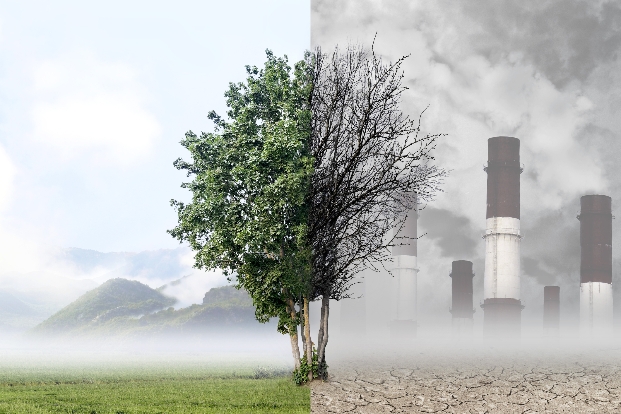Tree in foreground. Background on left half is nature.Background on right half is industrial plant.