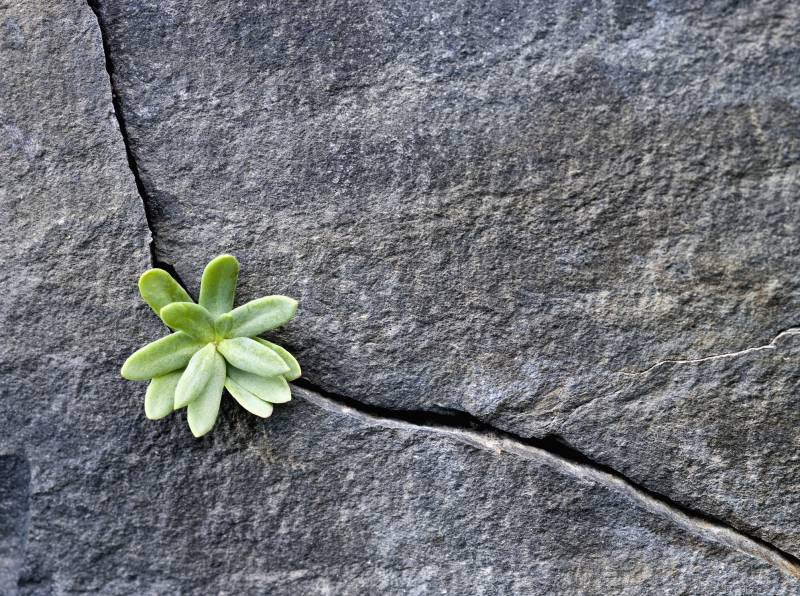 small plant growing in the crack of a rock