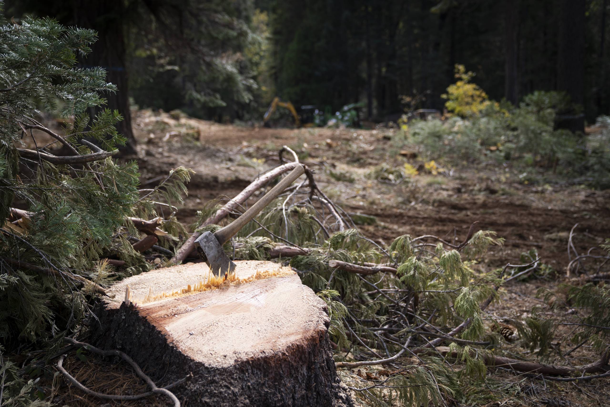 Cut tree trunk with embedded axe