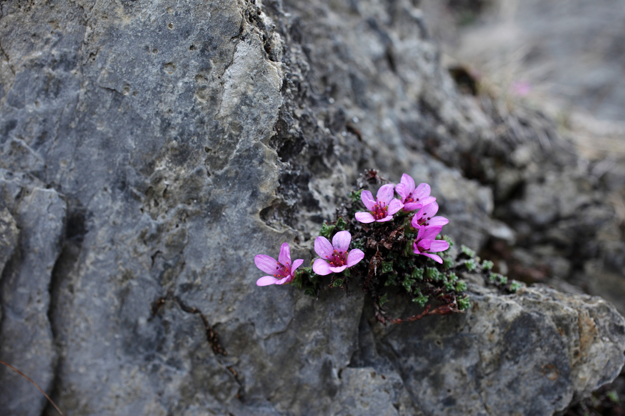 Flowers growing in rocks