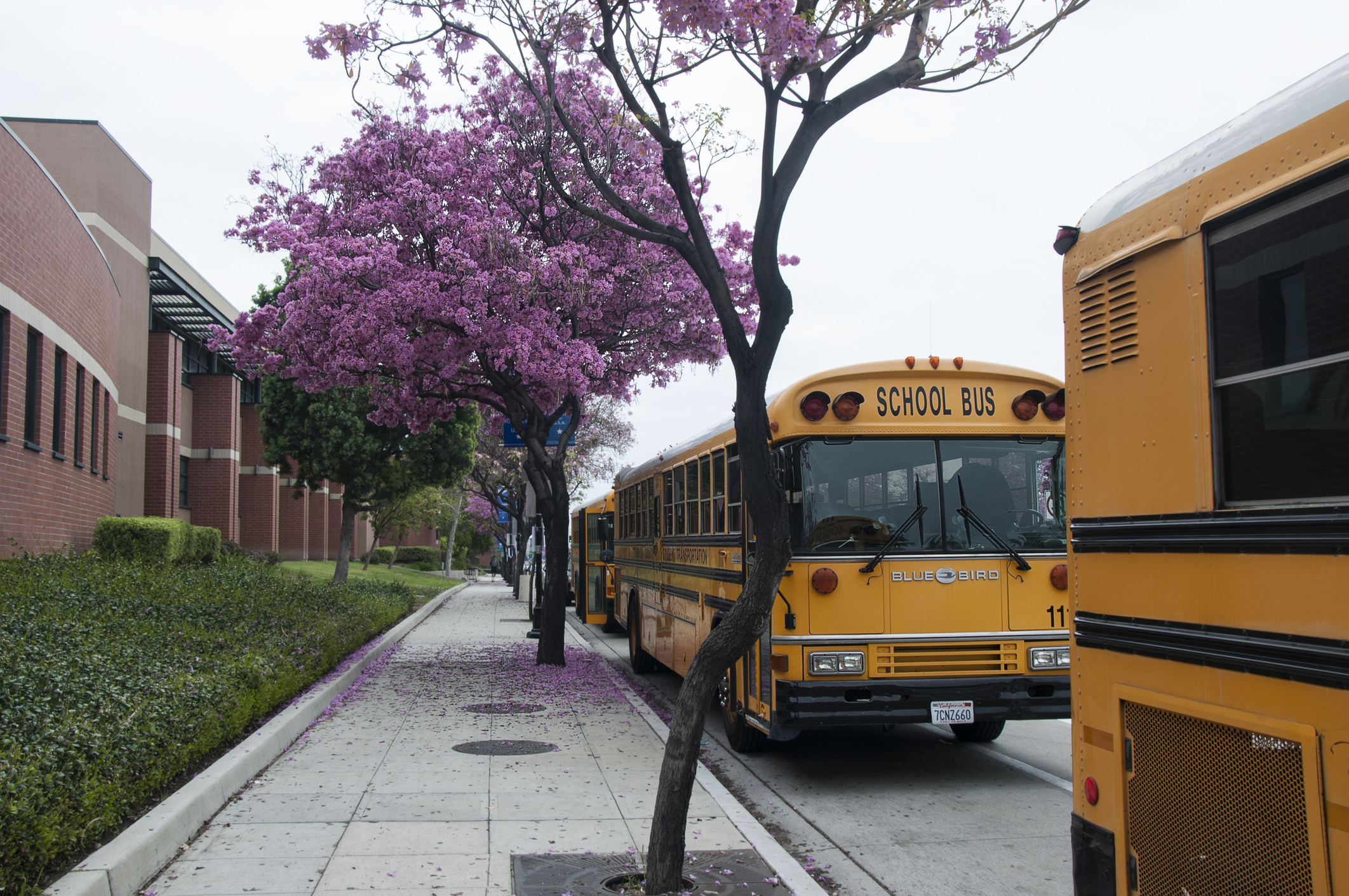 School buses in front of a school
