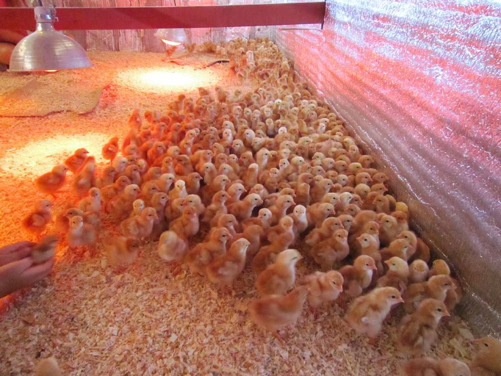 Сколько держать цыплят под лампой. Доращивание цыплят. Помещение для цыплят. Подращивание суточных цыплят.