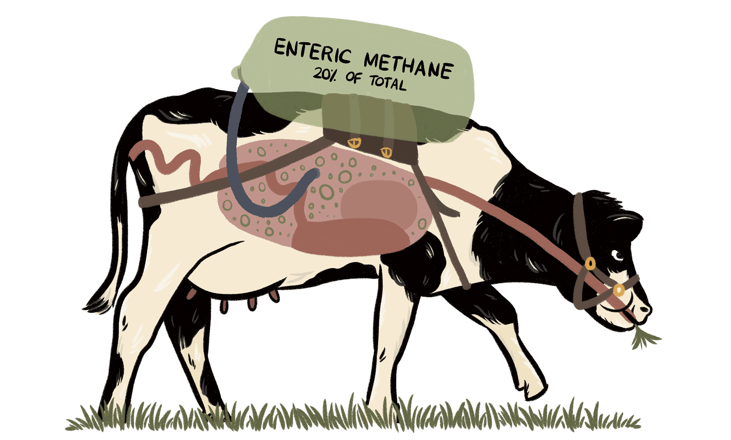 Метан из коровы. Метановая корова. Корова пукает. Пердячие коровы. Метан в сельском хозяйстве