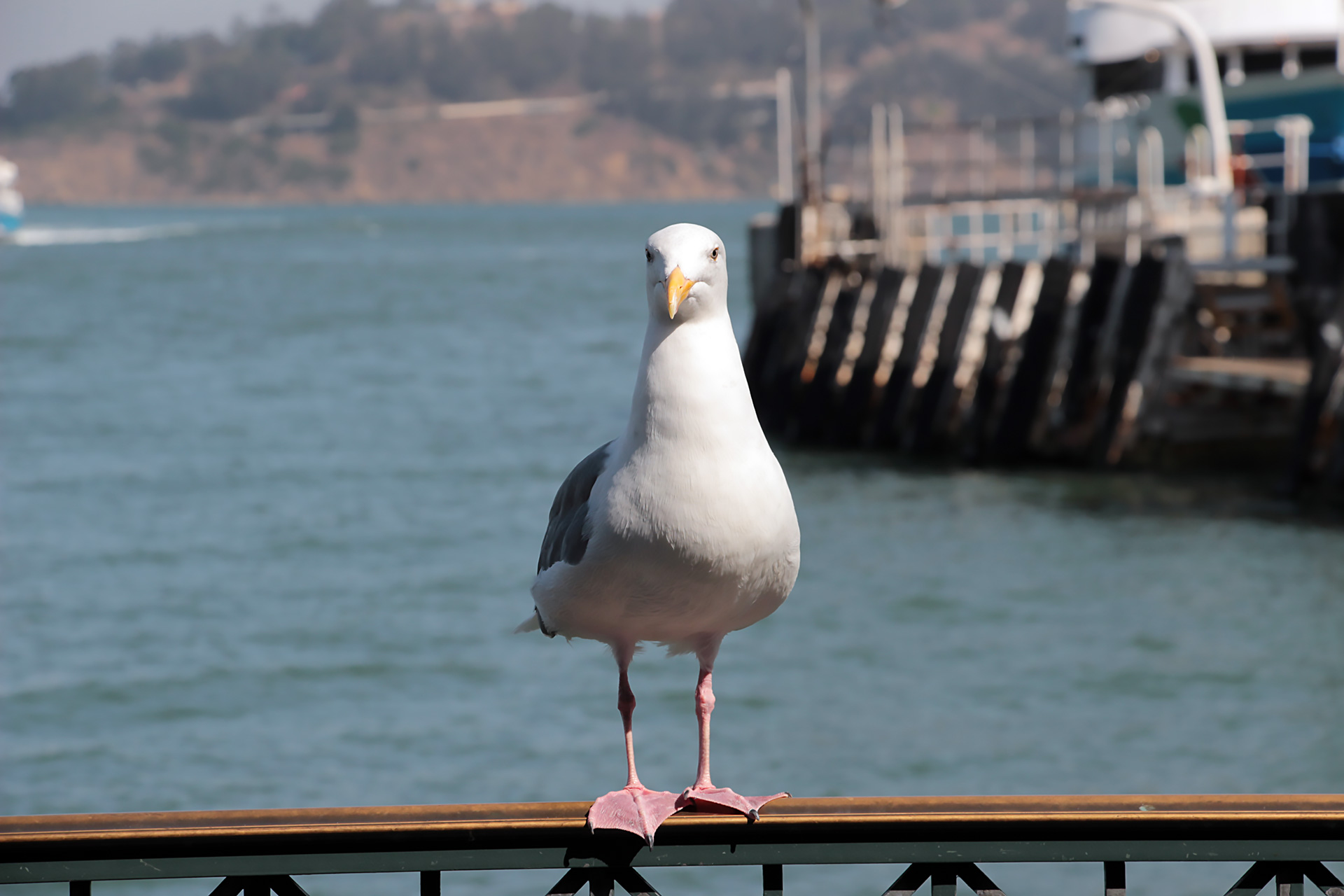 Seagulls like empanadas