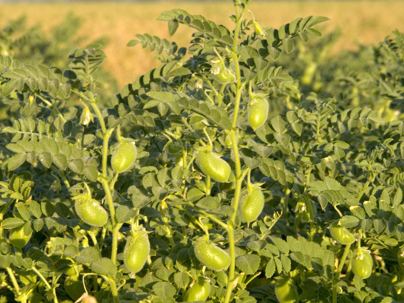 Нут в природе. Chickpea Plant. Chickpeas растение. Нохут поле. Хумус растение как растет.