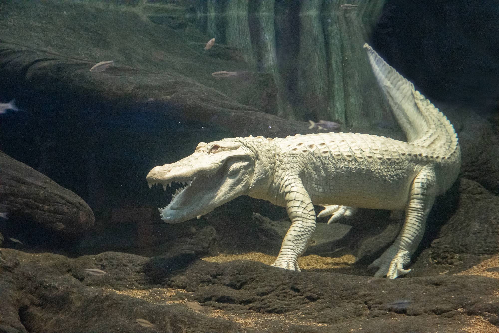 Claude, the albino alligator, swimming underwater with their mouth wide open inside a tank