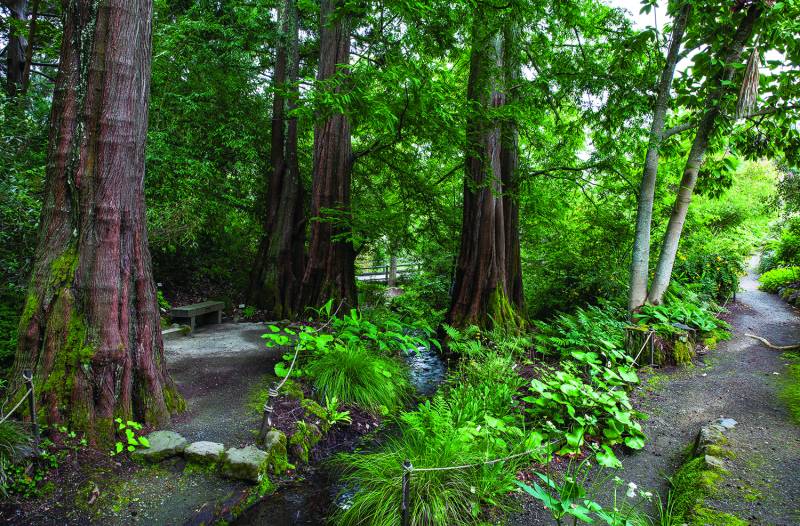 Dawn redwoods in the Asia Collection in the UC Botanical Garden