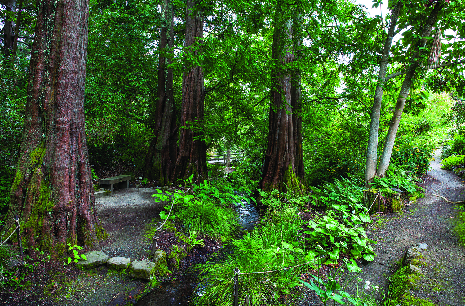 Dawn redwoods in the Asia Collection in the UC Botanical Garden