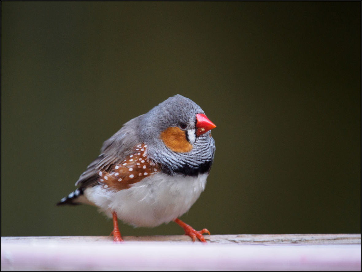 How the Songbird Learns to Sing | KQED