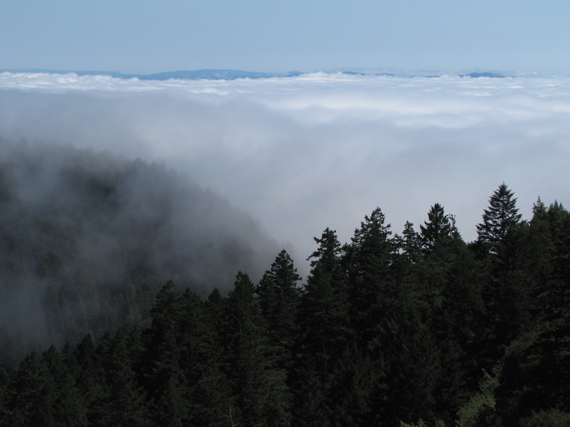 Fog encroaching on the Bay Area, as seen from Mt. Tamalpais in Marin County.