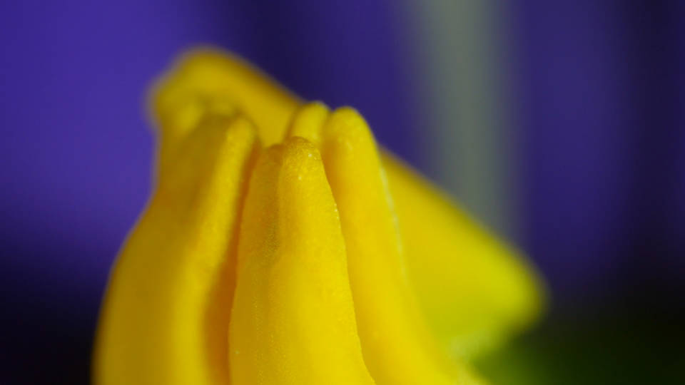 This Vibrating Bumblebee Unlocks A Flower's Hidden Treasure 