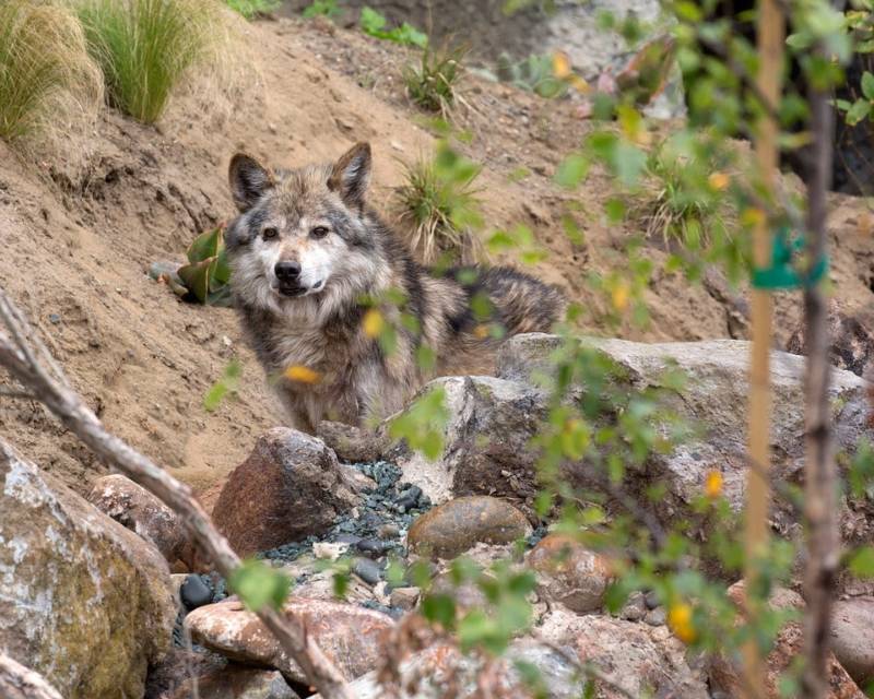 Wolves Sf Endangered Mexican Wolves Debut at SF Zoo | KQED