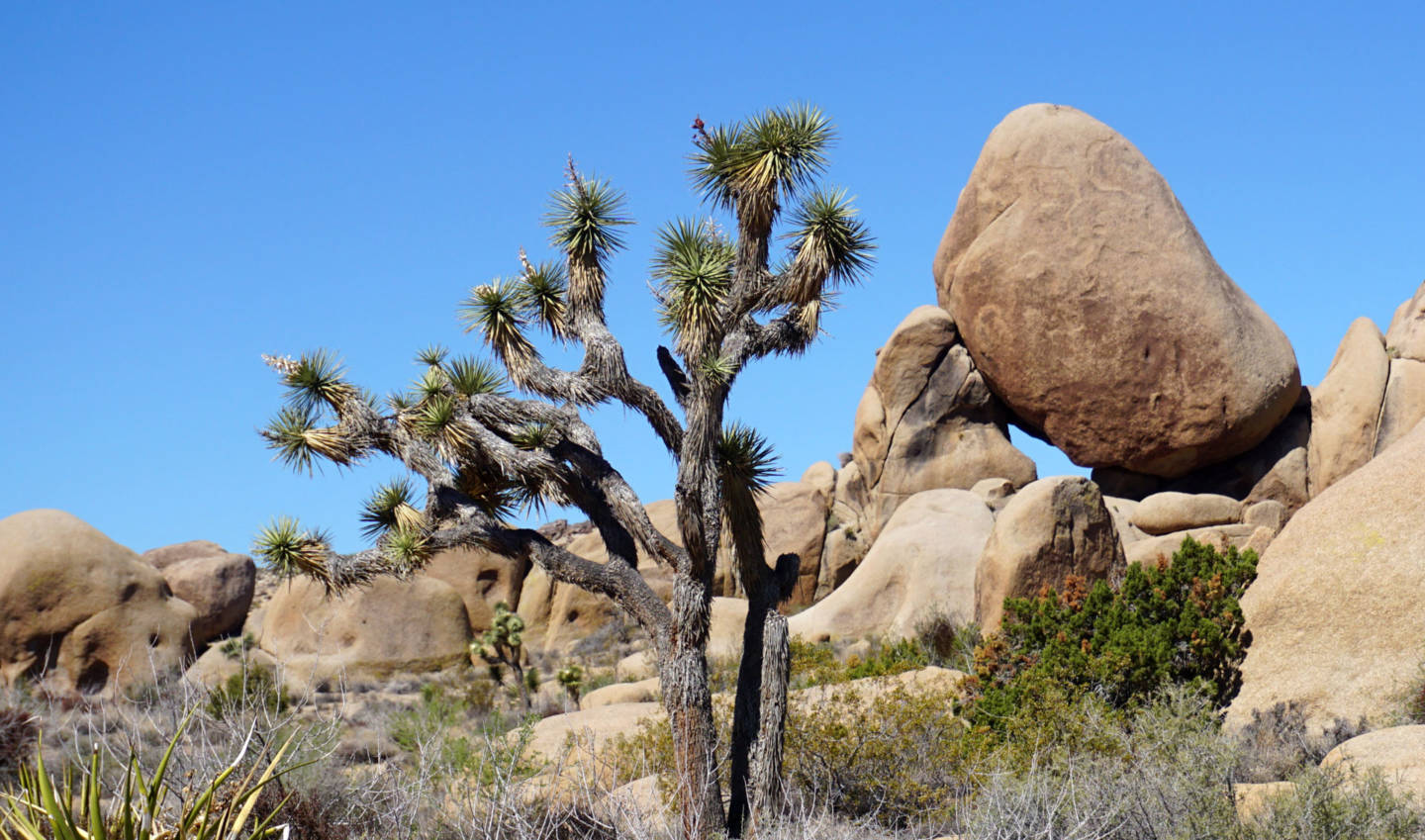 Disappearing Icons: Joshua Trees Could Die Out in Park That Bears Their ...