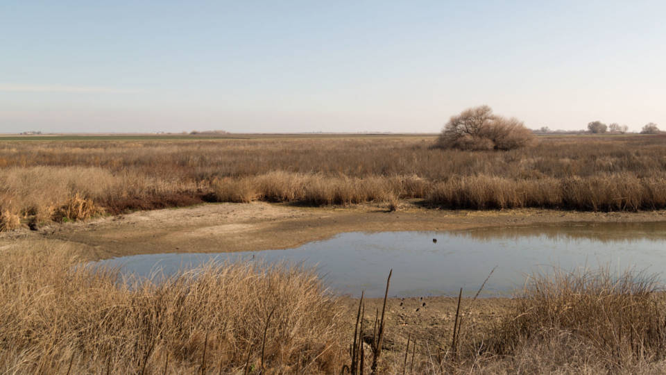 San Francisco Is Fighting California’s Plan to Save Salmon. Wait. What ...