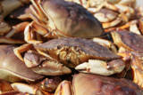 Crab for Thanksgiving? Don’t Count on It. Commercial Season Delayed