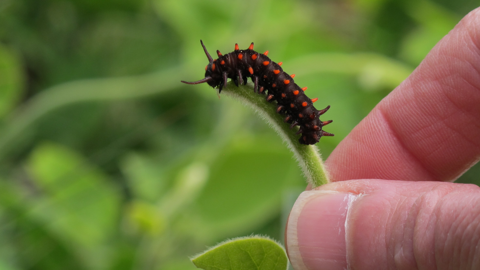 Гусеницы на барбарисе. Гусеница бабочки Кардинал. Pipevine Swallowtail Caterpillar. Swallowtail Caterpillar гусеница. Гусеница бабочек Curetis acuta..