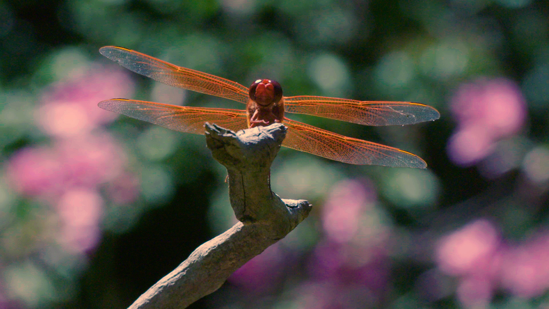 While developing their versatile four wings, dragonflies spend months, even...