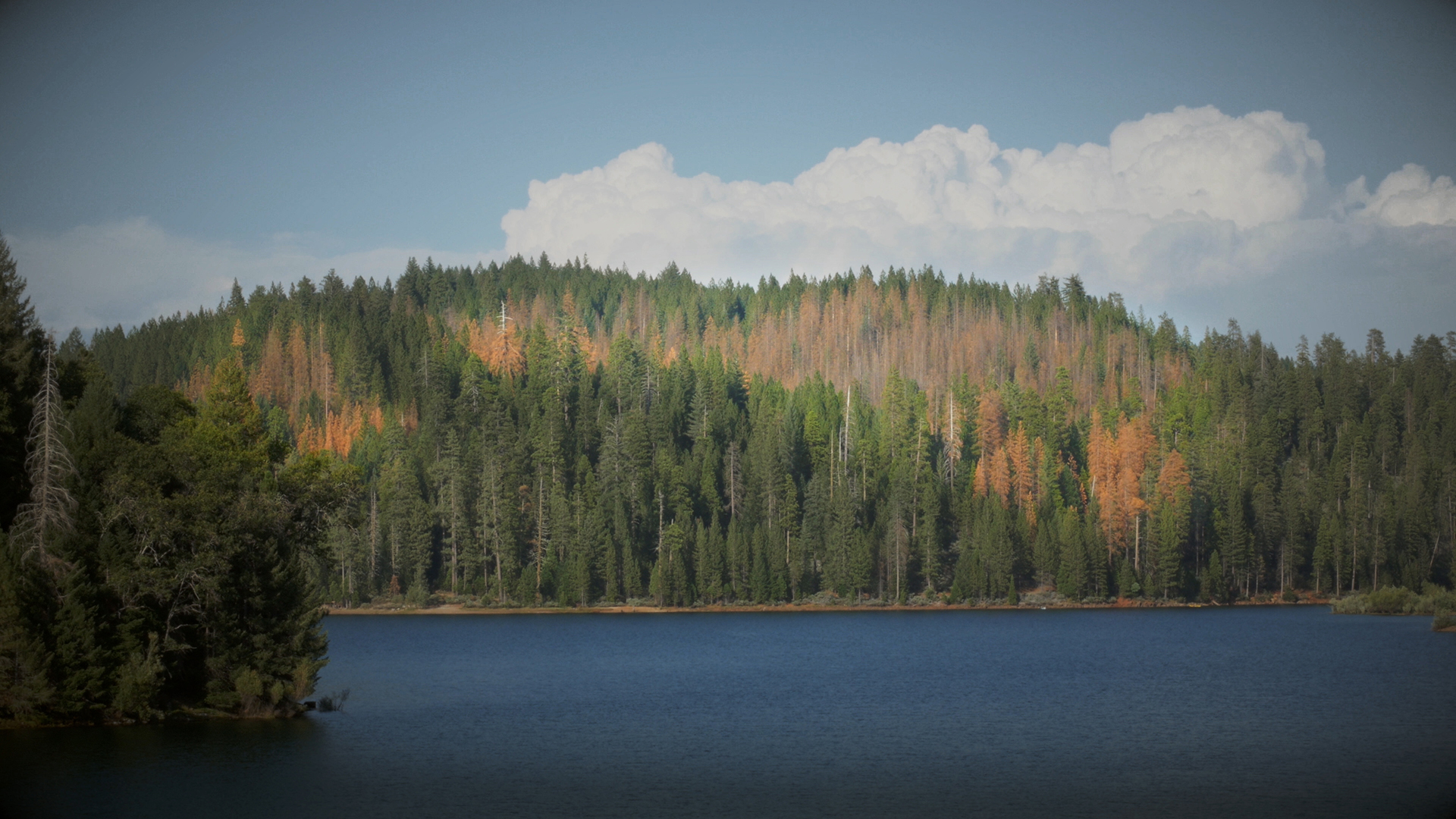 It’s a Goopy Mess When Pines and Beetles Duke it Out | KQED